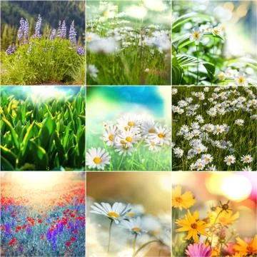 Flowers collage Stock Illustration