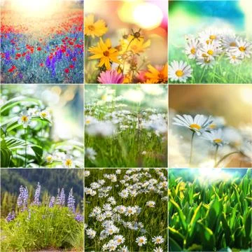 Flowers collage Stock Illustration