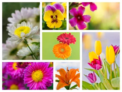 Flowers collage Stock Photos