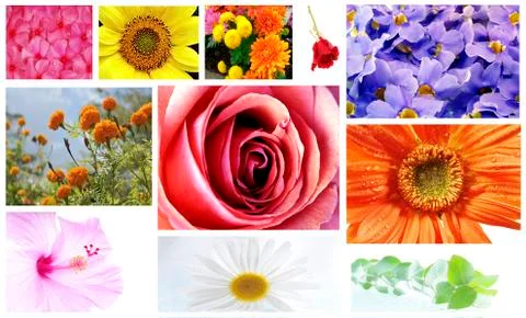 Flowers collage Stock Photos