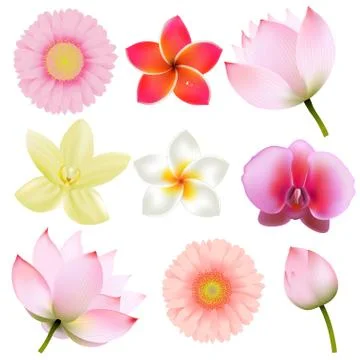 Flowers Collection Stock Illustration