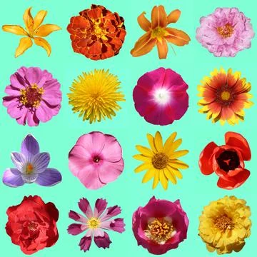 Flowers collection Stock Photos