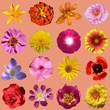 Flowers collection Stock Photos