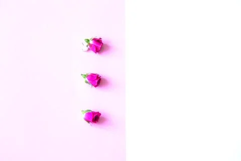 Flowers on a colored background Stock Photos