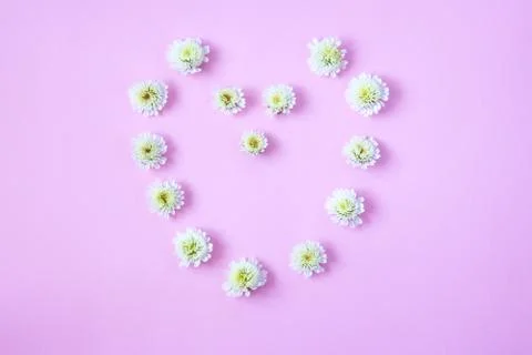 Flowers on a colored background Stock Photos