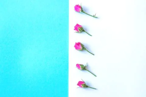 Flowers on a colored background Stock Photos