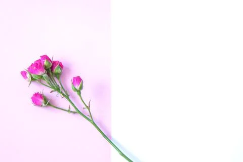 Flowers on a colored background Stock Photos