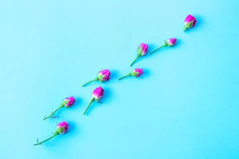 Flowers on a colored background Stock Photos
