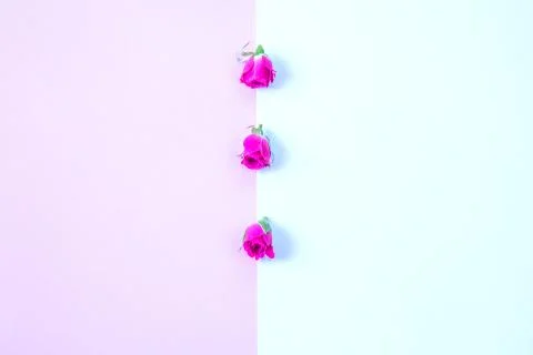 Flowers on a colored background Stock Photos