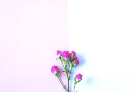 Flowers on a colored background Stock Photos