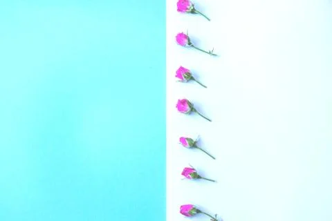 Flowers on a colored background Stock Photos