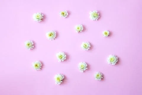 Flowers on a colored background Stock Photos