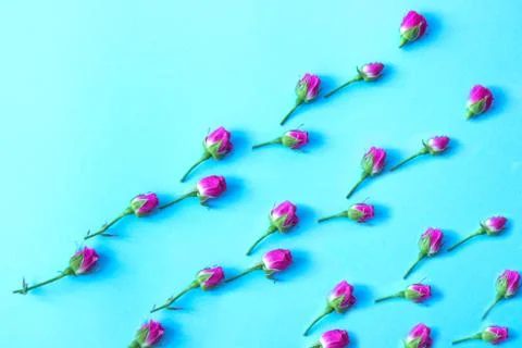 Flowers on a colored background Stock Photos