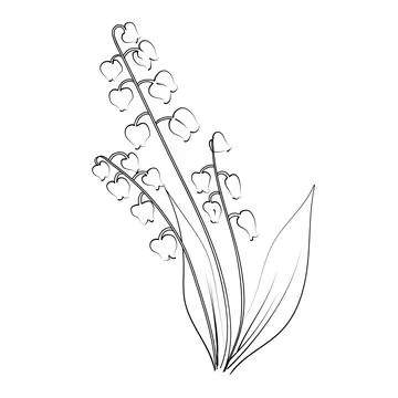 Flowers coloring pages, book, Vector sketch of Lily of the Valley flower drawing Stock Illustration