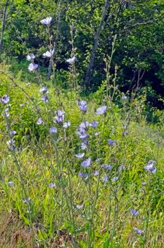 Flowers of common chicory Stock Photos