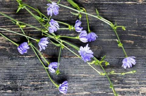 Flowers of the Common Chicory Stock Photos