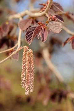 Flowers of common hazel Foto stock