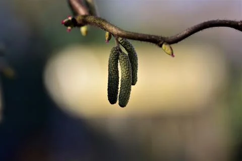 Flowers of common hazelnut as a close up Stock Photos