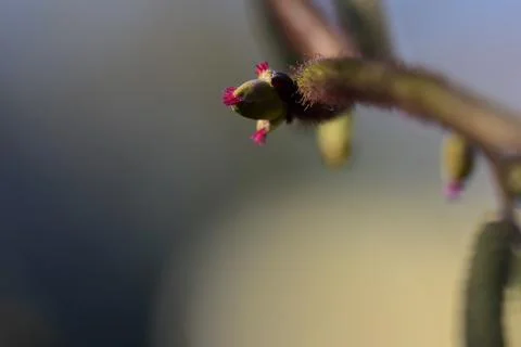 Flowers of common hazelnut as a close up Stock Photos