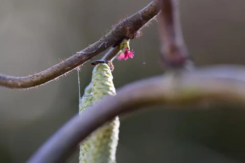 Flowers of common hazelnut as a close up Stock Photos