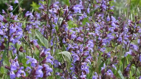 Flowers of common sage Stock Footage 130445364