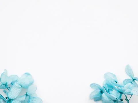 Flowers composition from blue hydrangea flowers on white background. Spring, Stock Photos