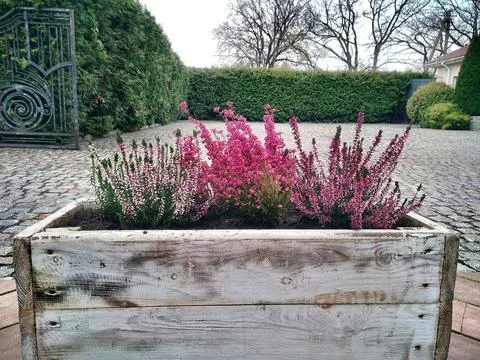 Flowers composition with blurred background Stock Photos