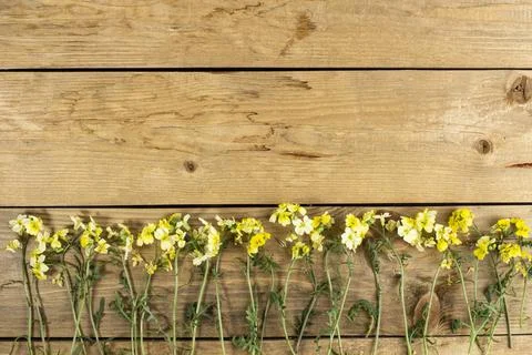 Flowers composition, bright yellow spring flowers on rustic wooden table, top Illustrazione stock