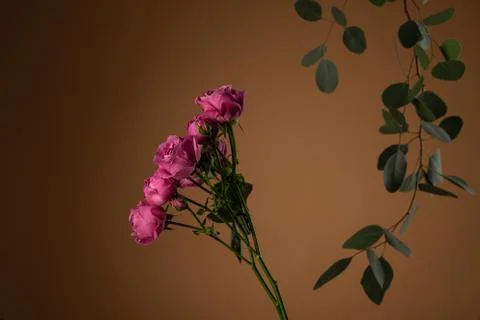 Flowers composition. Eucalyptus and branch of Floribunda Rose Stock Photos