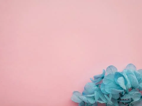 Flowers composition. Frame made of blue flowers hydrangea on pink background. Stock Photos