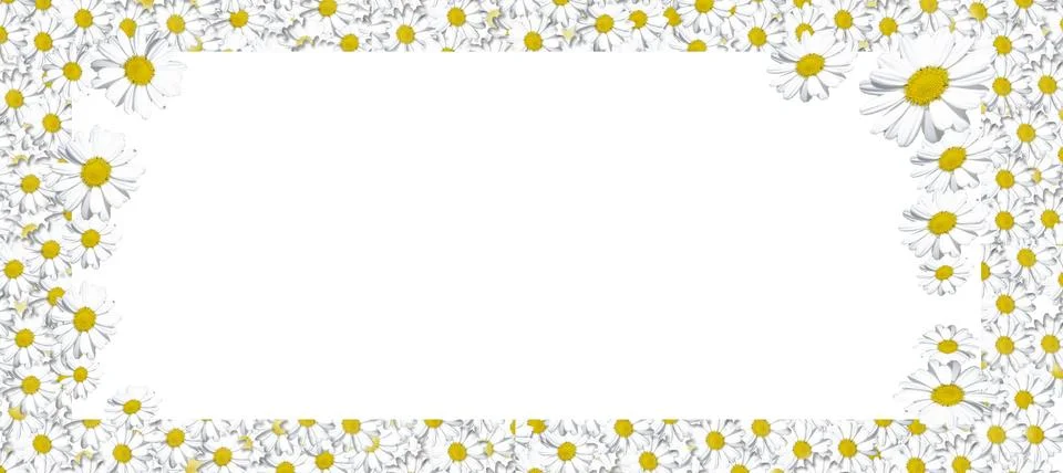 Flowers composition. Frame made of Daisys background. Flat lay, top view, square Stock Photos