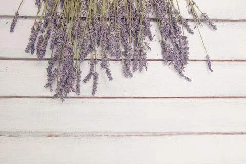 Flowers composition. Frame made of fresh lavender flowers on white background Stock Photos