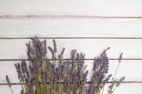 Flowers composition. Frame made of fresh lavender flowers on white background Stock Photos