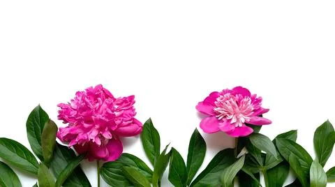 Flowers composition. Frame made of green leaves and pink peonies on white Stock Photos