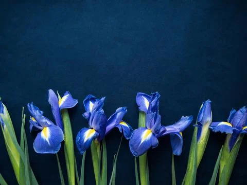 Flowers composition. Frame made of irises flowers on blue background. Valenti Stock Photos