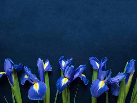 Flowers composition. Frame made of irises flowers on blue background. Valenti Stock Photos
