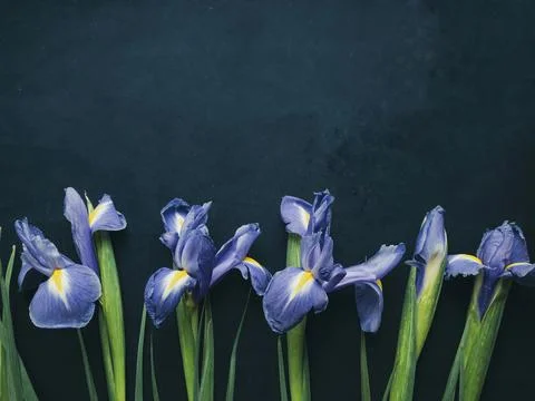 Flowers composition. Frame made of irises flowers on blue background. Valenti Stock Photos