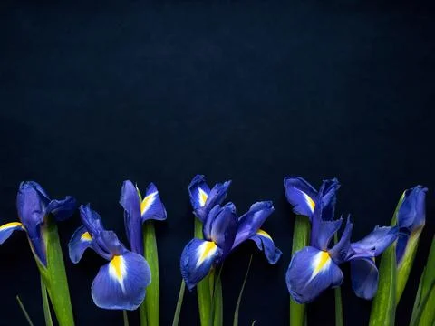 Flowers composition. Frame made of irises flowers on blue background. Valenti Stock Photos