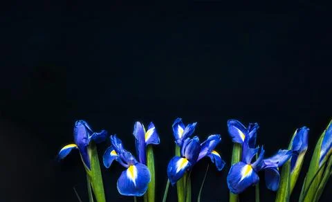 Flowers composition. Frame made of irises flowers on black background Stock Photos