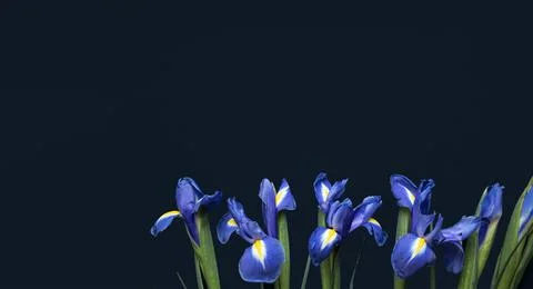 Flowers composition. Frame made of irises flowers on black background Stock Photos