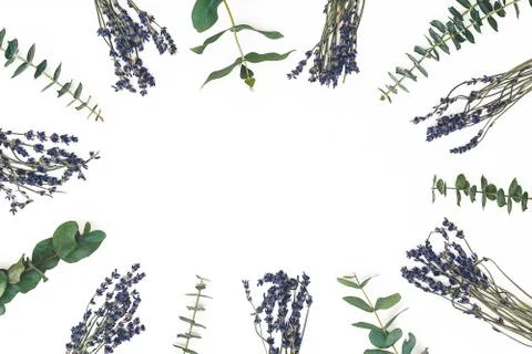 Flowers composition. Frame made of lavender flowers and eucalyptus Photos