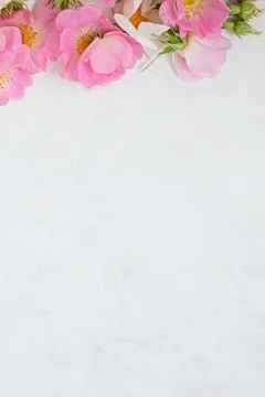 Flowers composition. Frame made of pink roses flowers and leaves on white Stock Photos