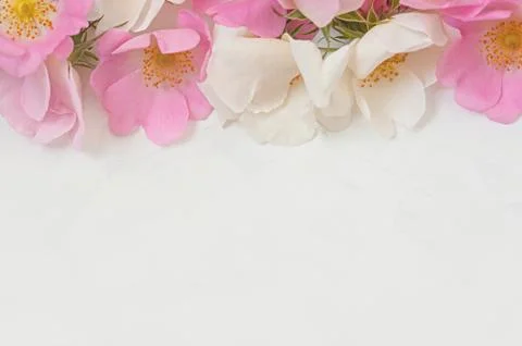 Flowers composition. Frame made of pink rose flowers on white wooden background Stock Photos