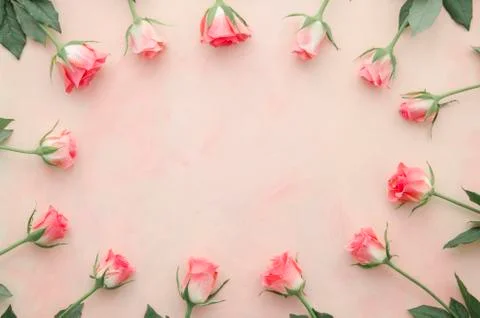 Flowers composition. Frame made of pink rose flowers on pink background. Flat Stock Photos