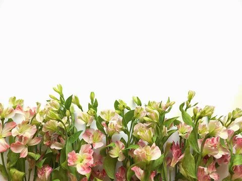Flowers composition. Frame made of pink flowers alstroemeria on white backgro Stock Photos