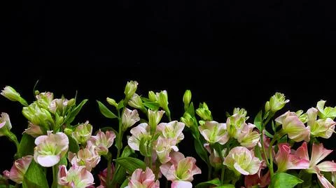 Flowers composition. Frame made of pink flowers alstroemeria on black backgro Stock Photos