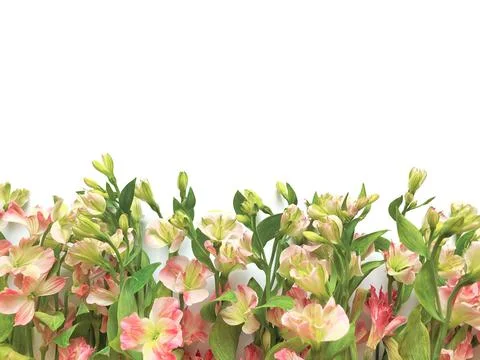 Flowers composition. Frame made of pink flowers alstroemeria on white backgro Stock Photos