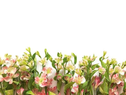 Flowers composition. Frame made of pink flowers alstroemeria on white background Stock Photos