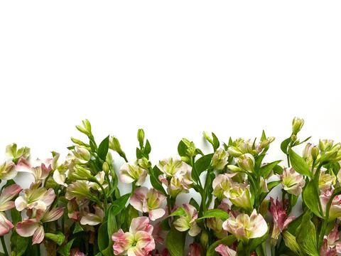 Flowers composition. Frame made of pink flowers alstroemeria on white background Stock Photos
