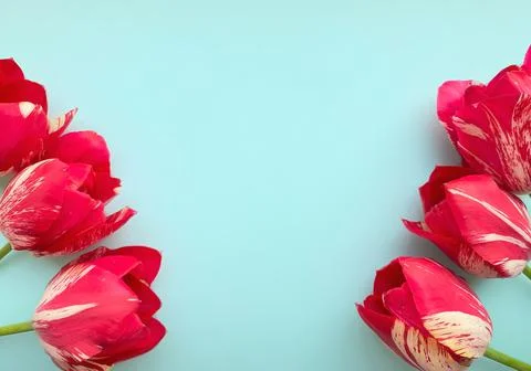 Flowers composition. Frame made of red tulips on blue background. Valentines day Stock Photos